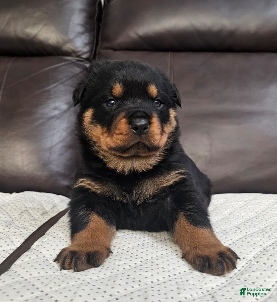 Rottweiler dogs Rottweiler Puppy 1 Black Male - Ad 20