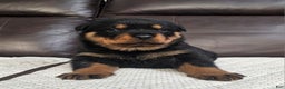 Rottweiler dogs for sale: Rottweiler Puppy 1 Black Male - Ad 1