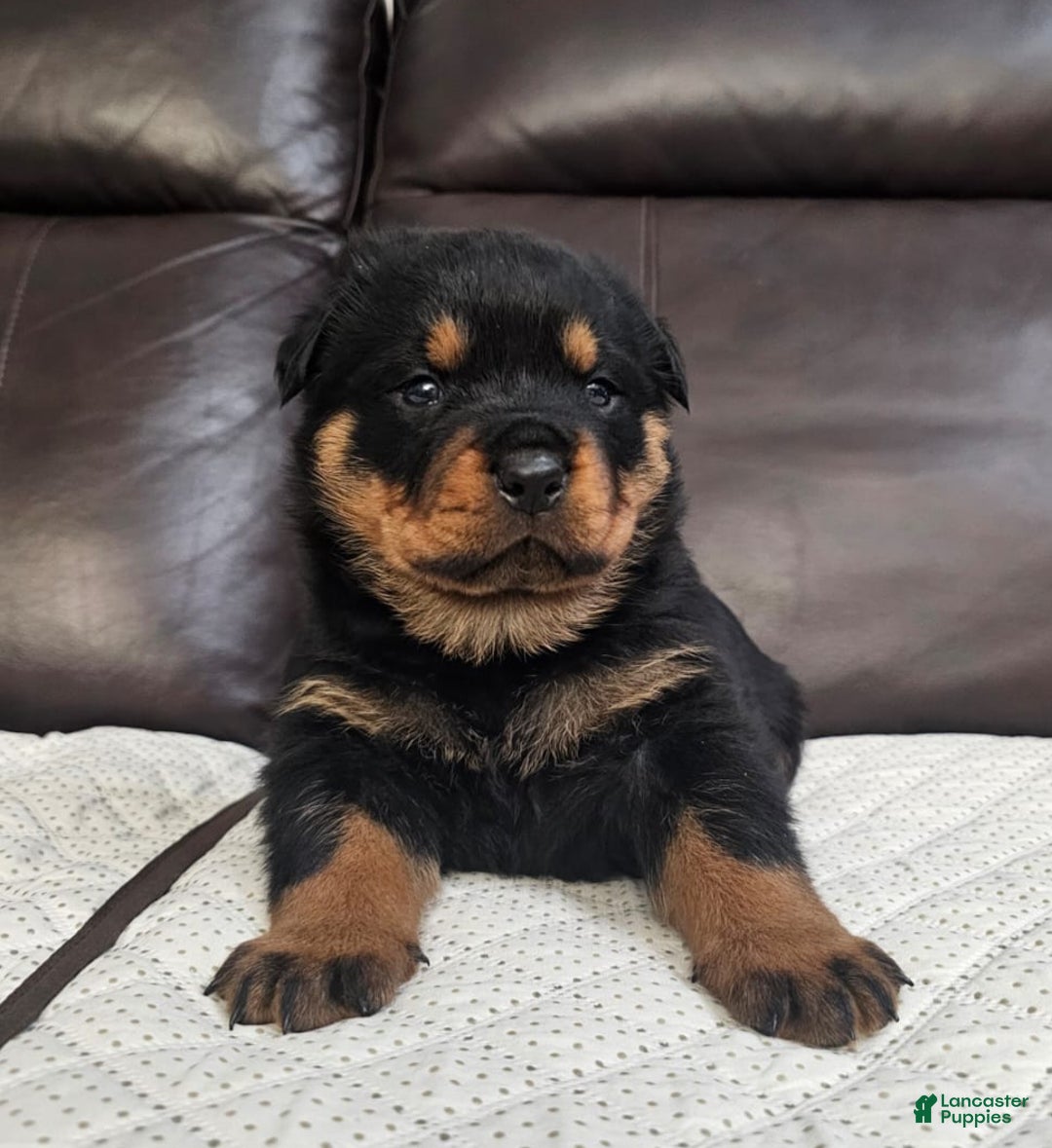 Rottweiler dogs for sale: Rottweiler Puppy 1 Black Male - Ad 1
