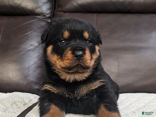 Rottweiler dogs Rottweiler Puppy 1 Black Male - Ad 41