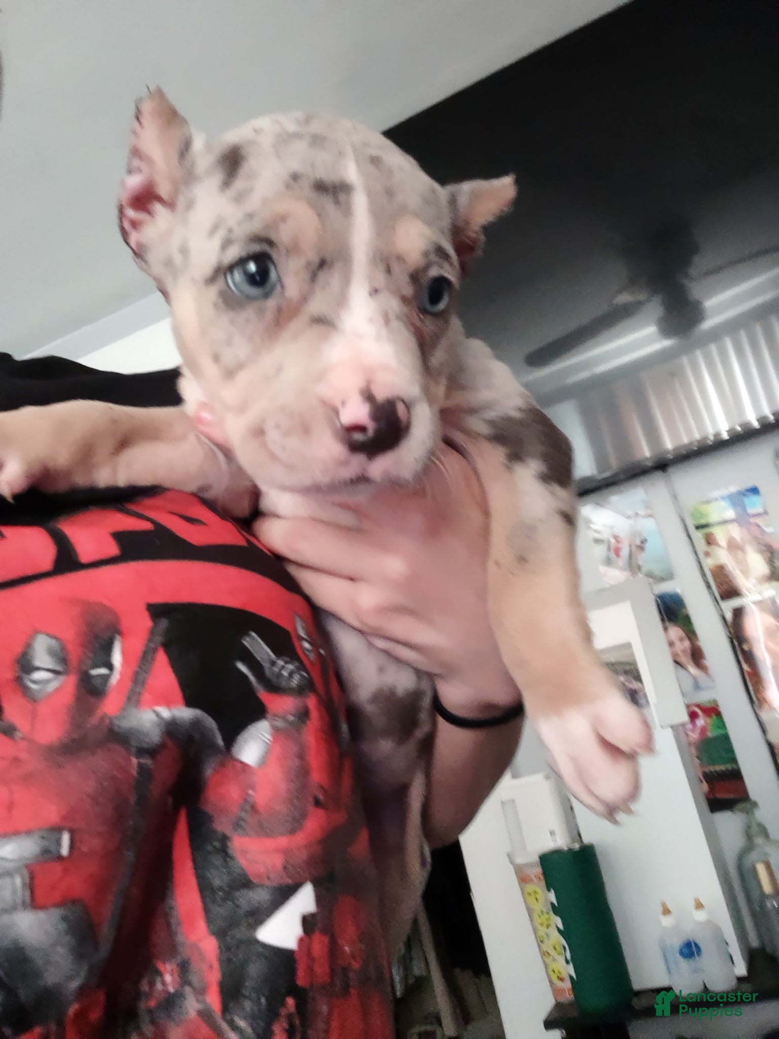 American Bully dogs for sale: Valentina - Ad 2