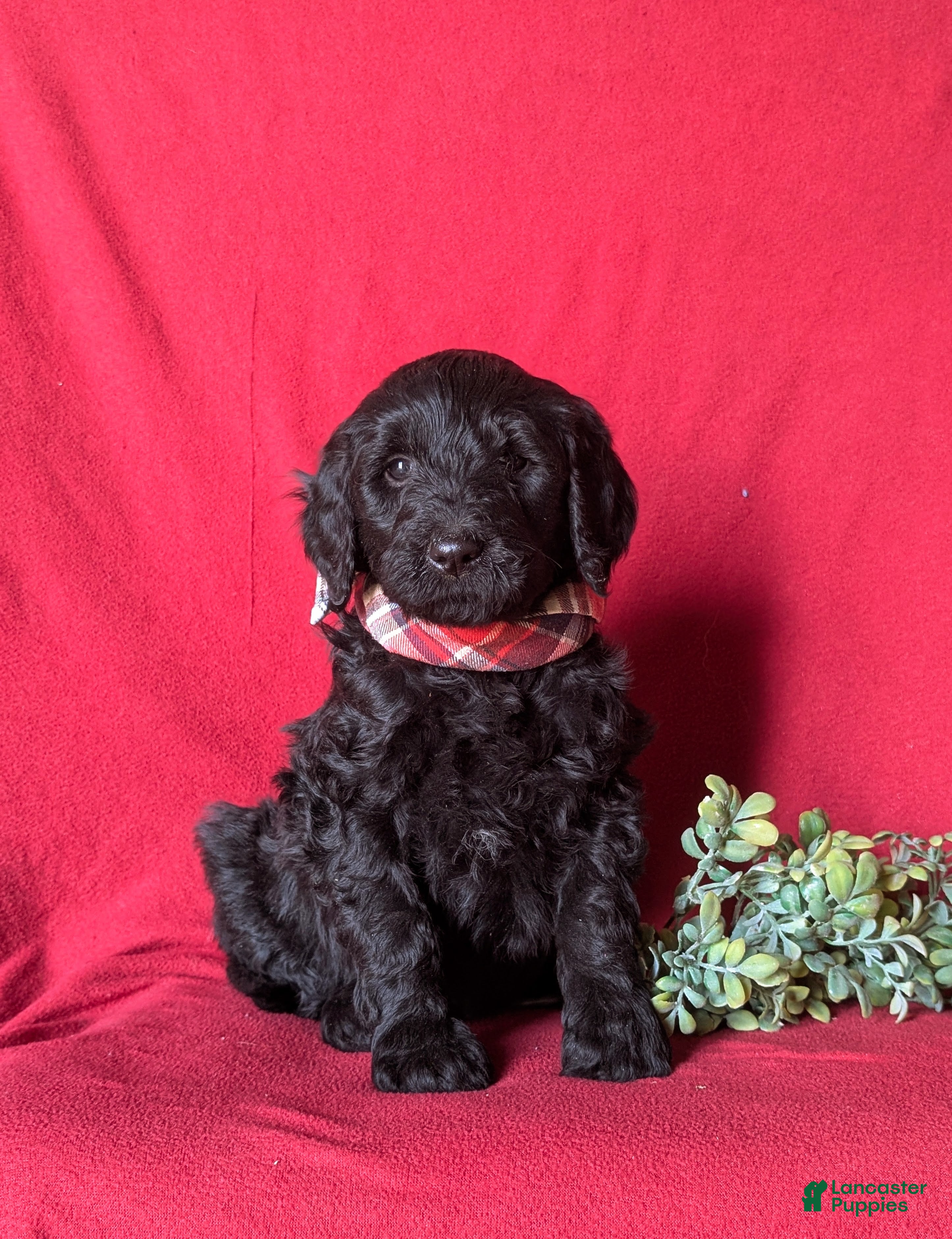 Goldendoodle dogs Deacon Standard size Hypoallergenic - Ad 7