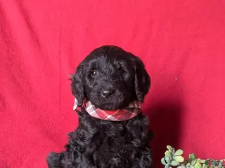 Goldendoodle dogs Deacon Standard size Hypoallergenic - Ad 36