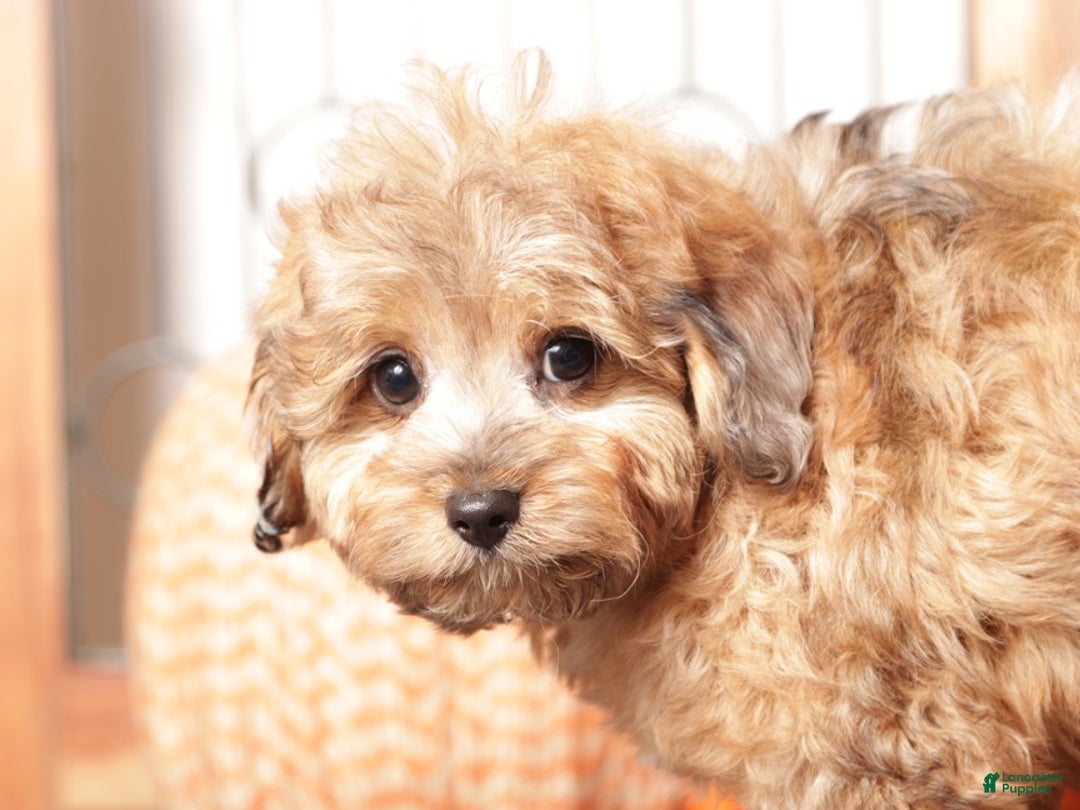 Cavapoo dogs for sale: Toby - Male Cavapoo - Ad 2