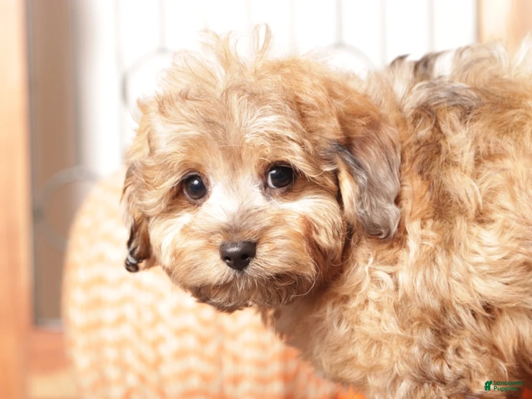 Cavapoo dogs for sale: Toby - Male Cavapoo - Ad 2