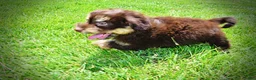 Havapoo dogs for sale: Epic - Ad 16