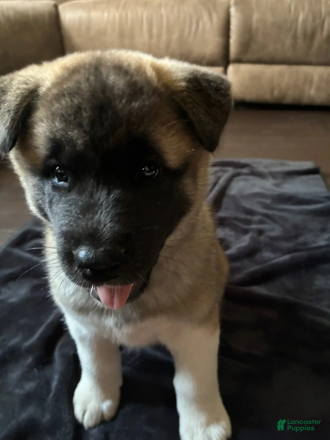 Akita dogs for sale: Akita 4 - Ad 2