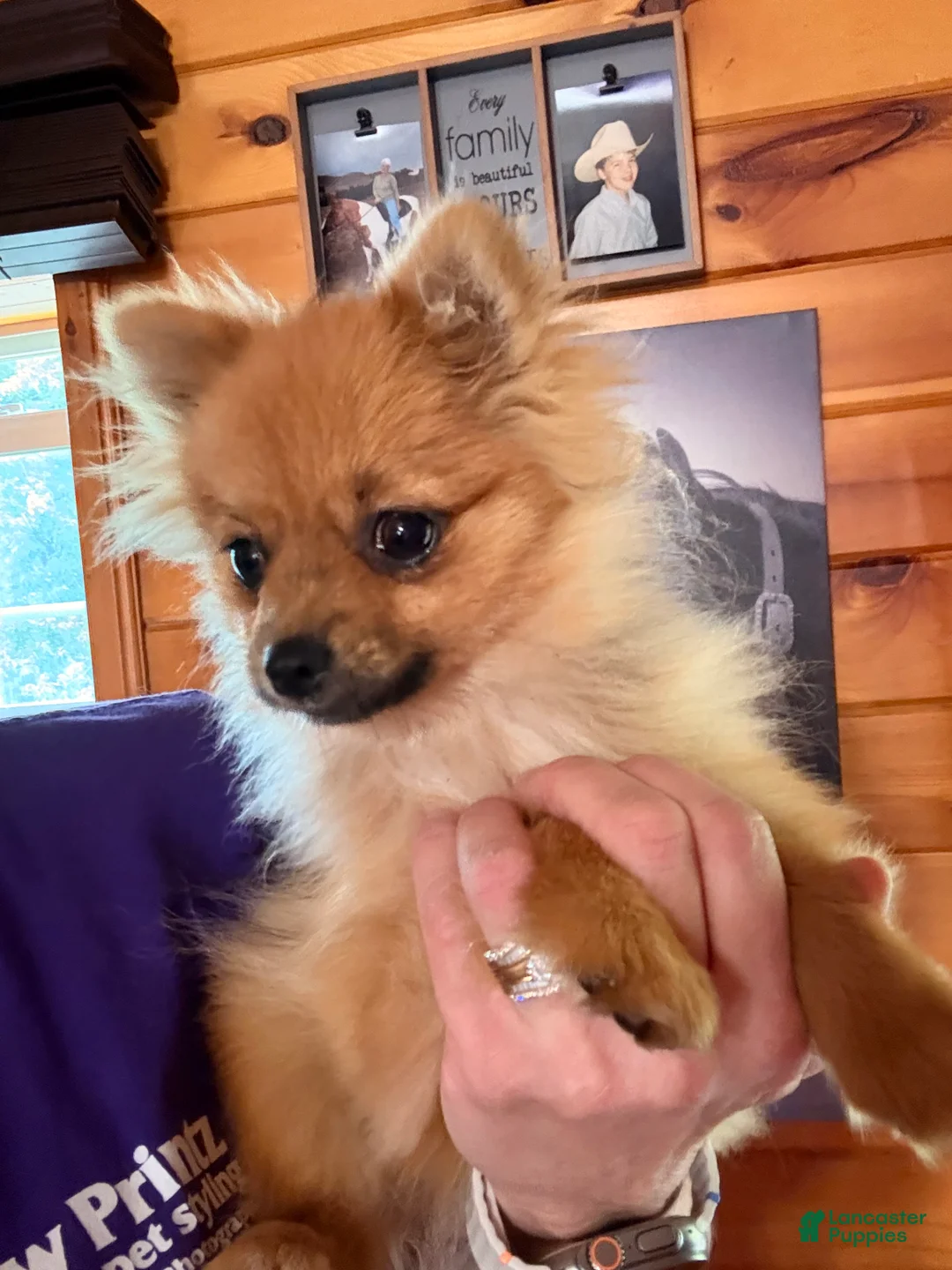 Pomeranian dogs for sale: Winnie - Ad 2