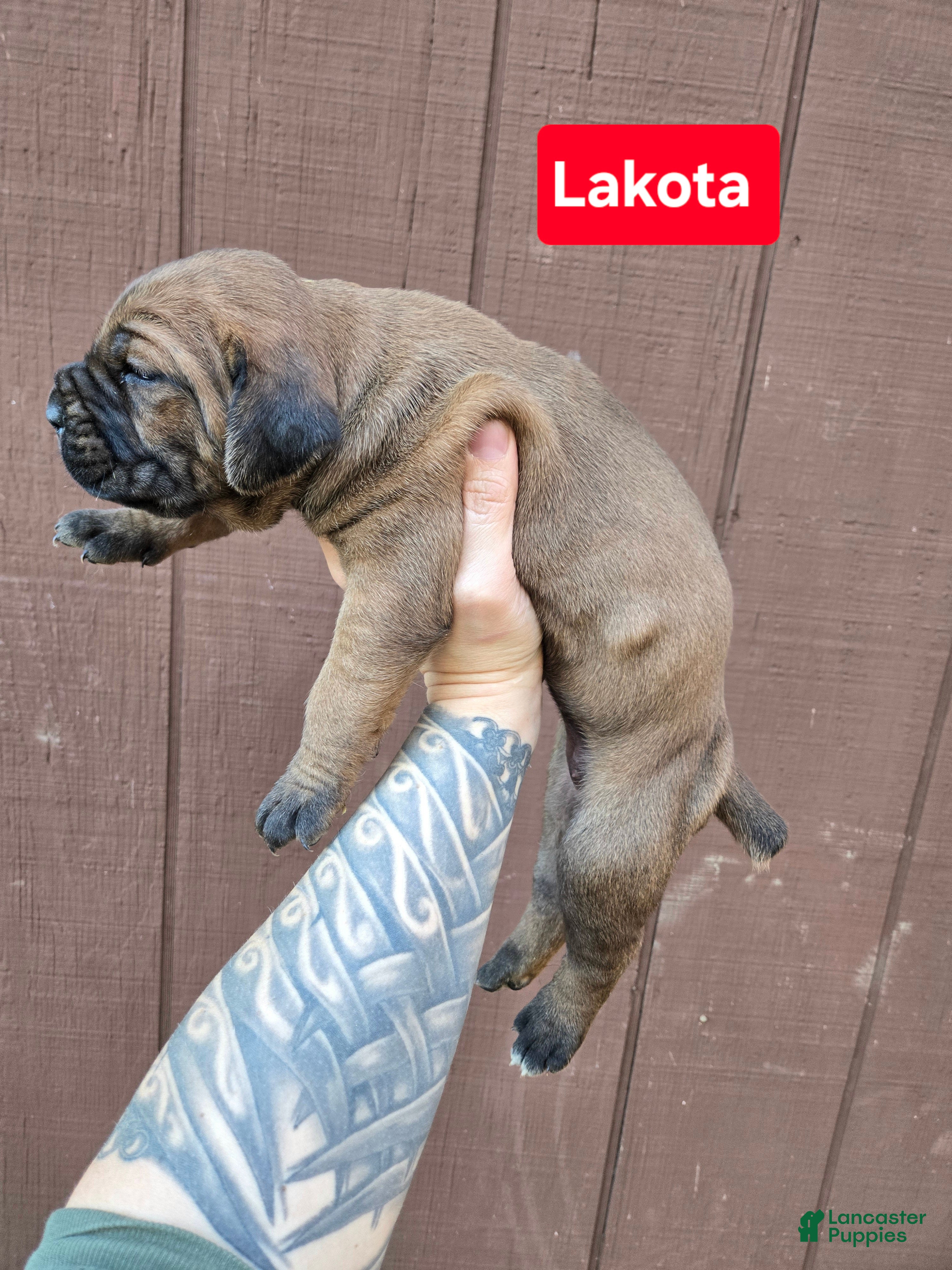 Cane Corso dogs for sale: Lakota - Ad 9