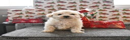 Toy Poodle dogs for sale: Winter  - Ad 3