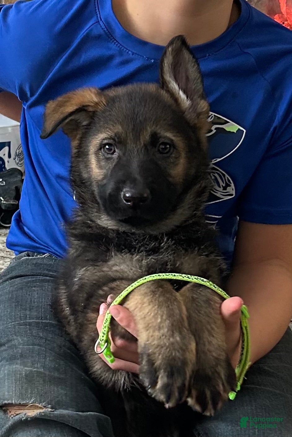 German Shepherd dogs Drummer       Green - Ad 39