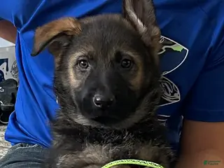 German Shepherd dogs Drummer Green - Ad 9