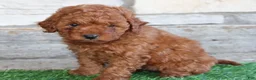 Mini Goldendoodle dogs for sale: Mini Goldendoodle Puppy 2 - Ad 2