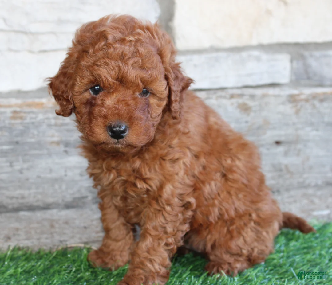 Mini Goldendoodle dogs for sale: Mini Goldendoodle Puppy 2 - Ad 2