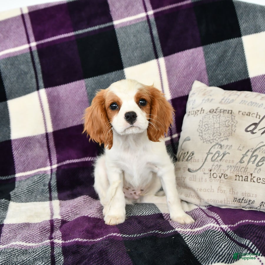 Cavalier King Charles Spaniel dogs Percy - Ad 1