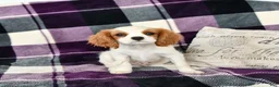 Cavalier King Charles Spaniel dogs for sale: Percy - Ad 1