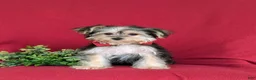 Morkie dogs for sale: Randall 6 lbs Full Grown - Ad 2