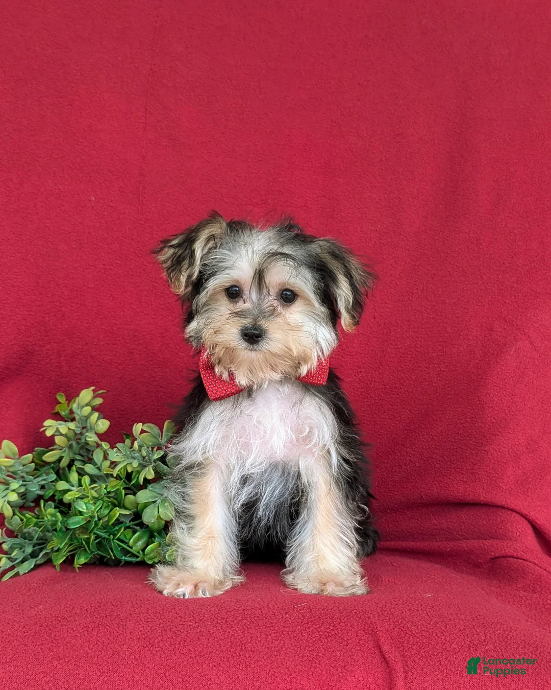 Morkie dogs for sale: Randall 6 lbs Full Grown - Ad 2
