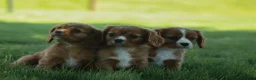 Cavalier King Charles Spaniel dogs for sale: Ford 💙 - Ad 19