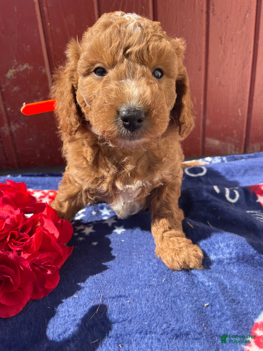Mini Goldendoodle dogs for sale: Elwood - Ad 4