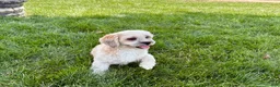 Lhasa Apso dogs for sale: Sammy - Ad 7