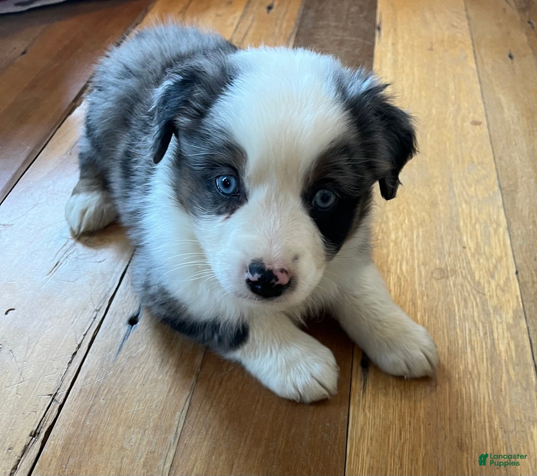 Australian Shepherd dogs for sale: Janice  - Ad 1