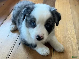 Australian Shepherd dogs Janice - Ad 32