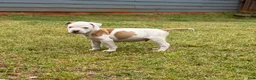 American Bulldog dogs for sale: Boss - Ad 2