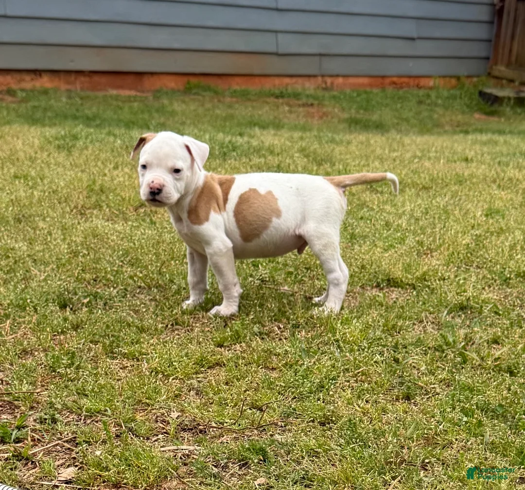 American Bulldog dogs for sale: Boss - Ad 2