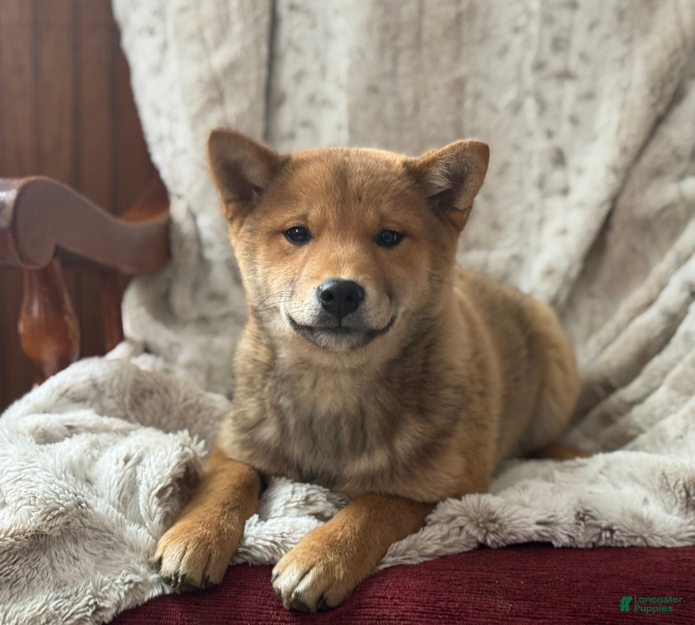 Shiba Inu dogs Shiba Inu Puppy 1 - Ad 4