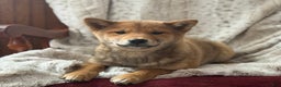 Shiba Inu dogs for sale: Shiba Inu Puppy 1 - Ad 1