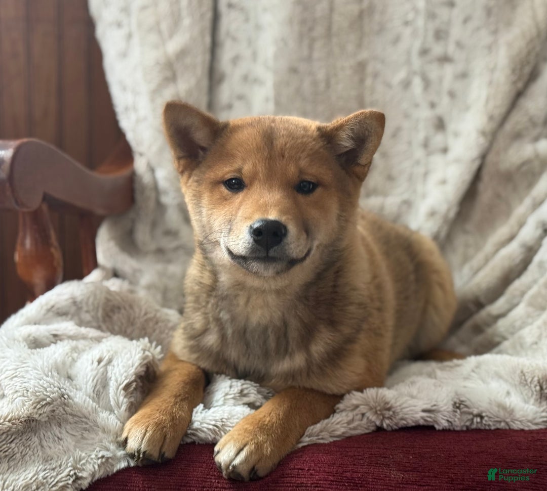 Shiba Inu dogs for sale: Shiba Inu Puppy 1 - Ad 1