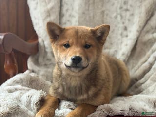 Shiba Inu dogs Shiba Inu Puppy 1 - Ad 5