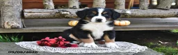Mixed Breed dogs for sale: Rose  - Ad 5