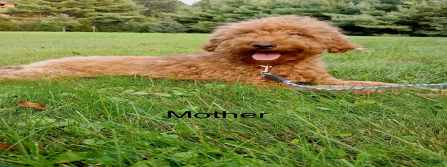 Ginger