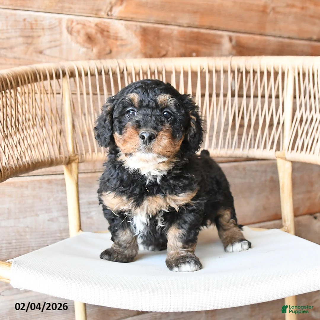 Mini Bernedoodle dogs for sale: Patches - Ad 1