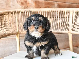 Mini Bernedoodle dogs Patches - Ad 5