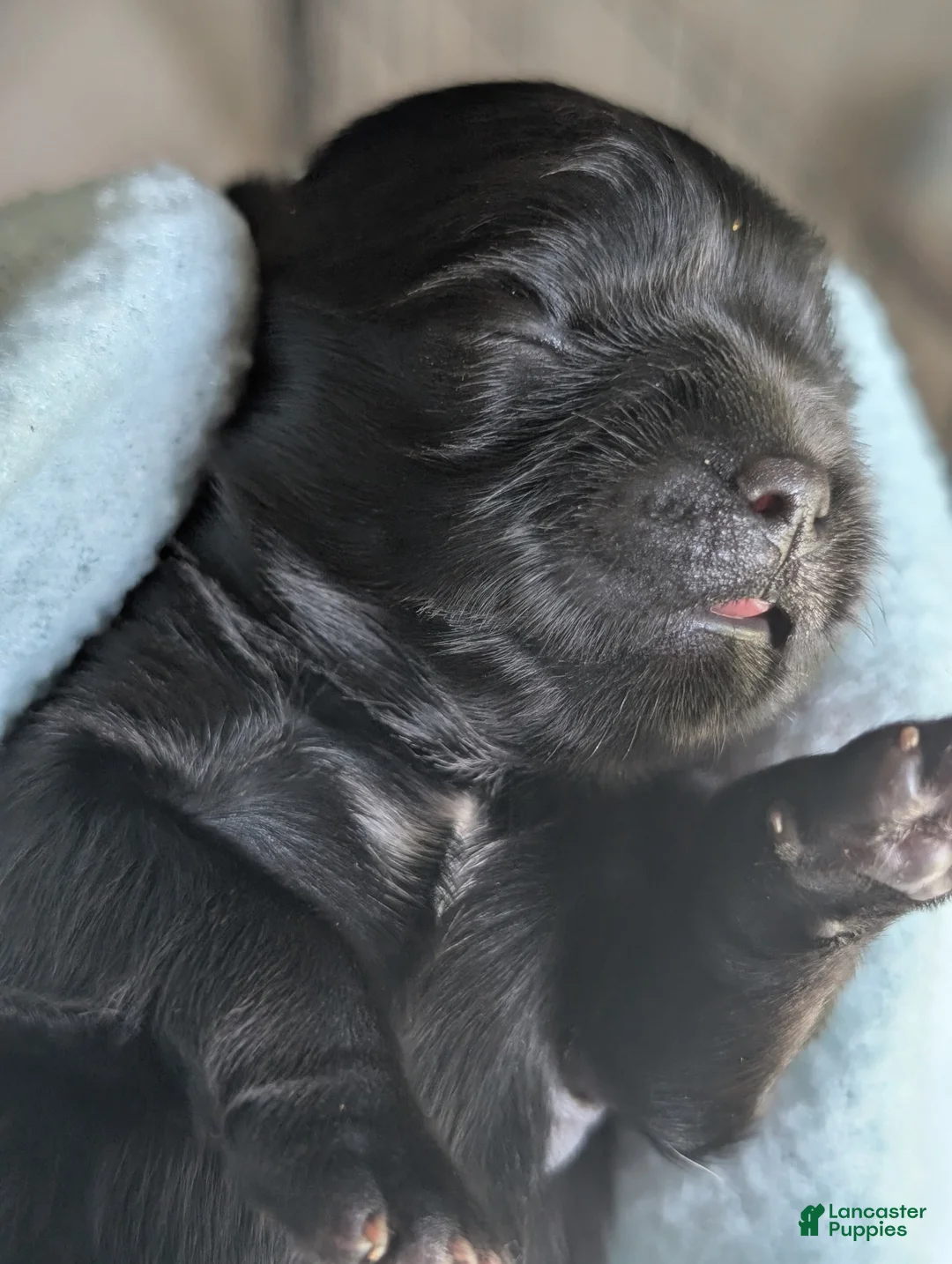 Shih Tzu dogs for sale: Dolly - Ad 2