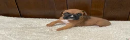 Boxer dogs for sale: Jax - Ad 2