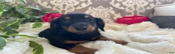 Miniature Dachshund dogs for sale: Corbin - Ad 8