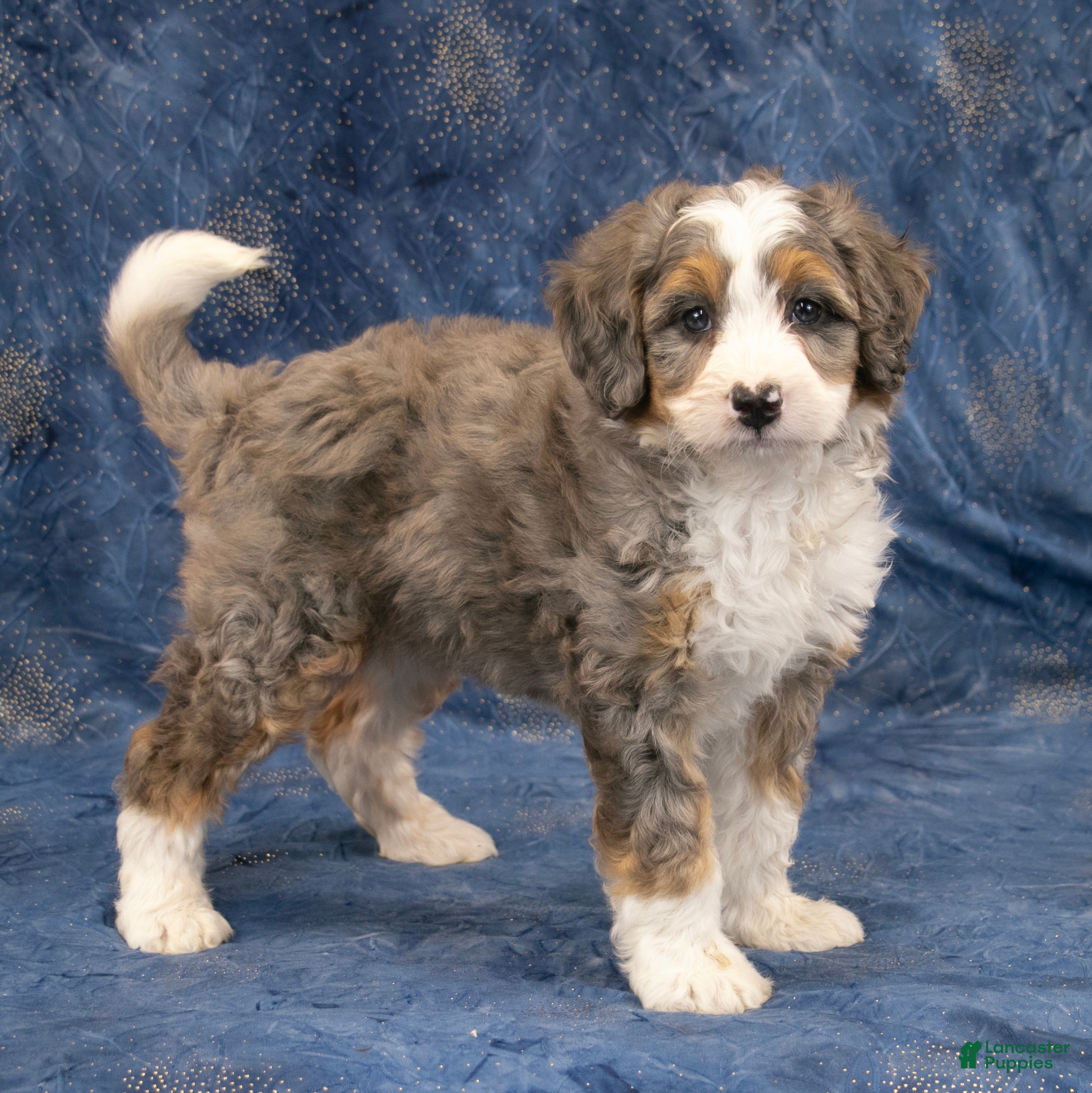 Mini Bernedoodle dogs Jennifer - Ad 1