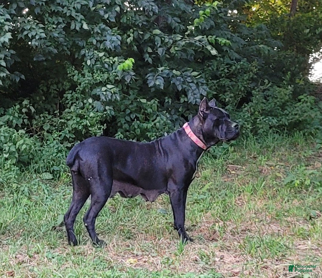 Cane Corso dogs for sale: Lance  - Ad 21