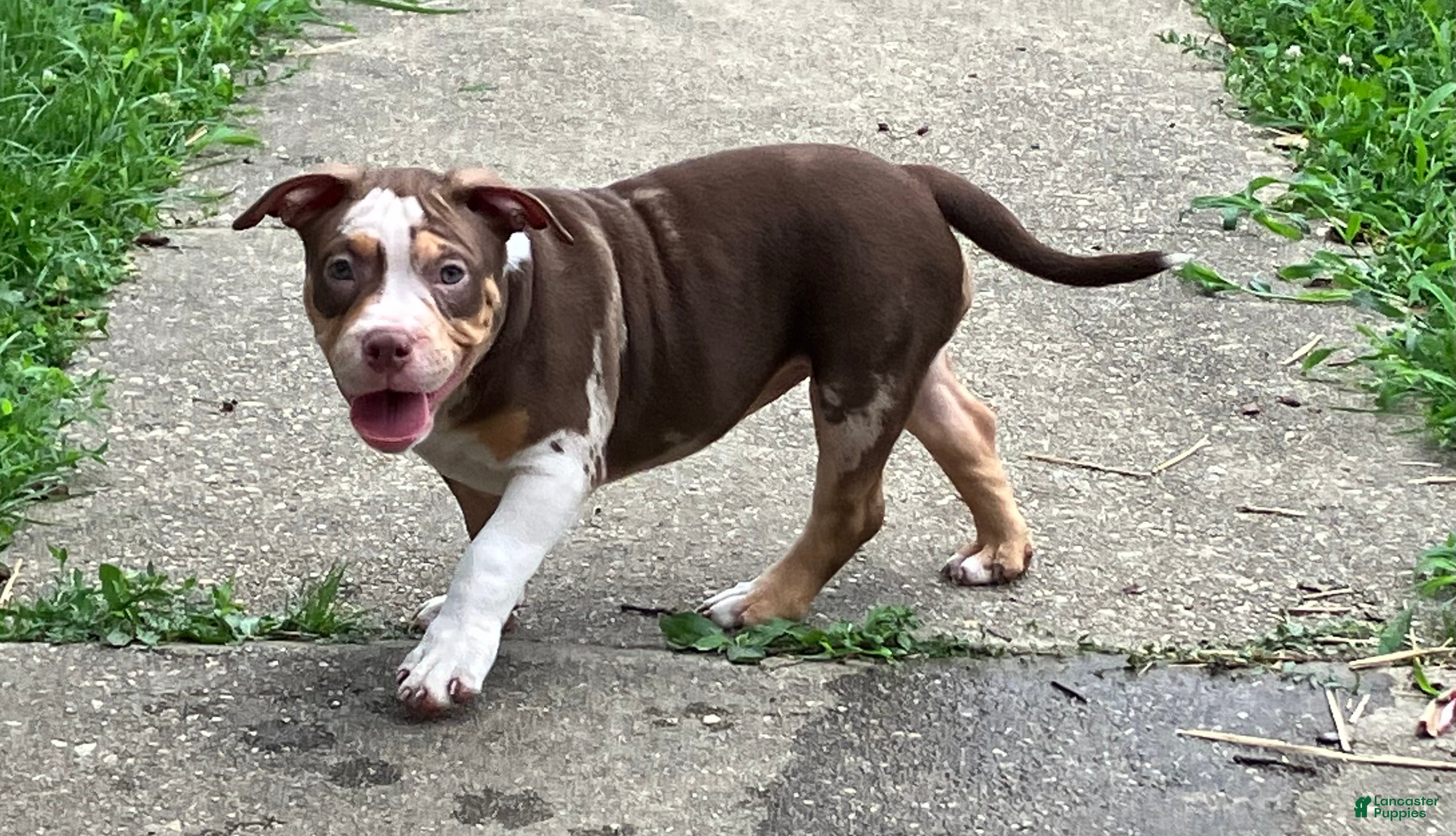 American Bully dogs for sale: American Bully Puppy 8 - Ad 2