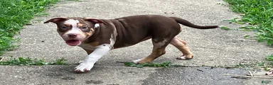 American Bully Puppy 8