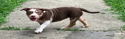 American Bully dogs for sale: American Bully Puppy 8 - Ad 1