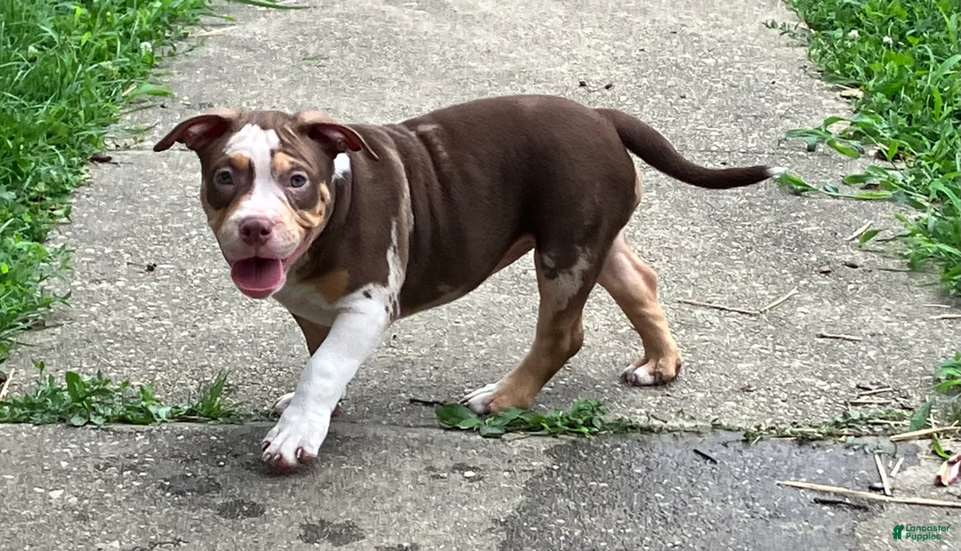 American Bully dogs for sale: American Bully Puppy 8 - Ad 1