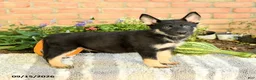 Gerberian Shepsky dogs for sale: Thomas - Ad 1