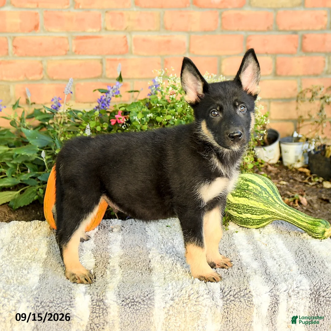 Gerberian Shepsky dogs for sale: Thomas - Ad 1
