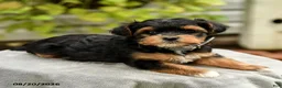 Yorkiepoo dogs for sale: Porter - Ad 5