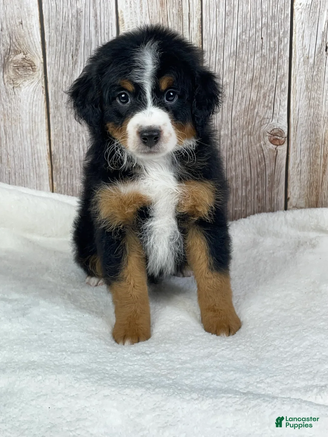 Mini Bernedoodle dogs for sale: Hershey Mini Bernedoodle  - Ad 1